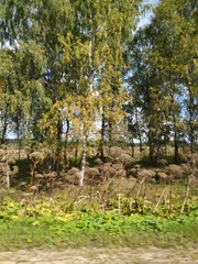 Heracleum sosnowskyi