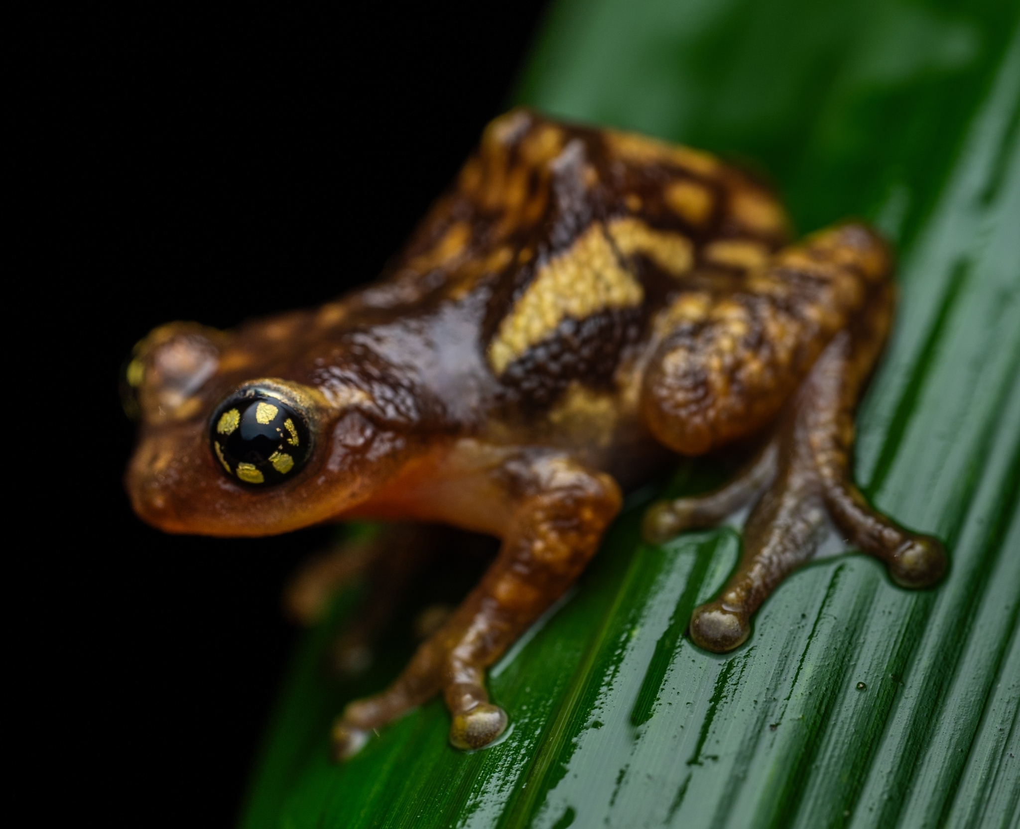 Reed Bush Frog
