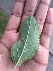 Malus dasyphylla