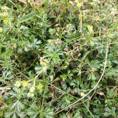 Alchemilla procumbens