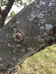 Malus dasyphylla