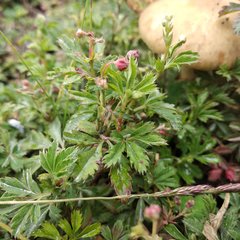 Alchemilla procumbens