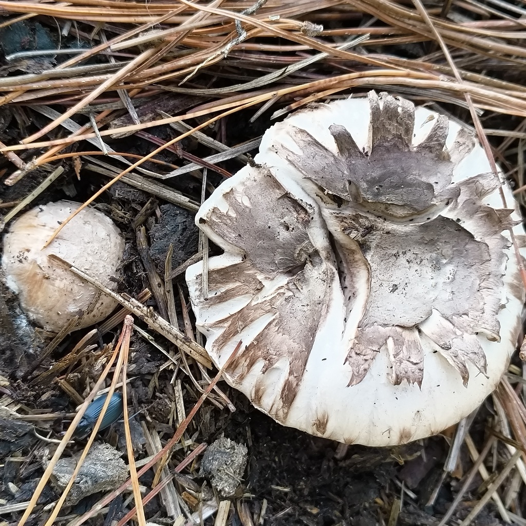 Agaricus