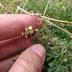 Alchemilla procumbens