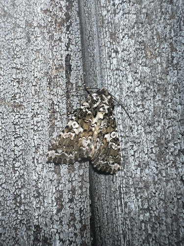 Variable Capsule Moth photo 5