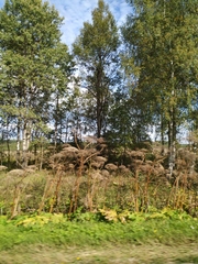 Heracleum sosnowskyi