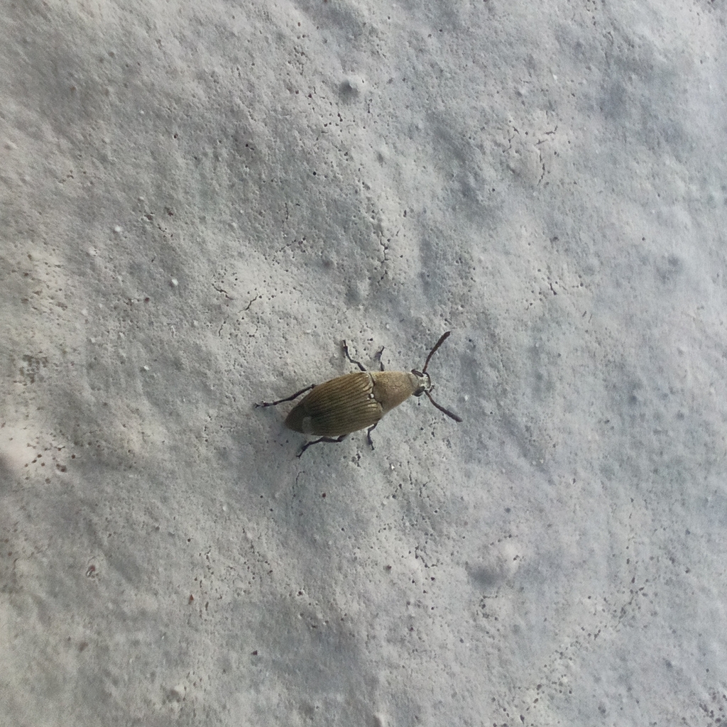 Bruchidius cinerascens
