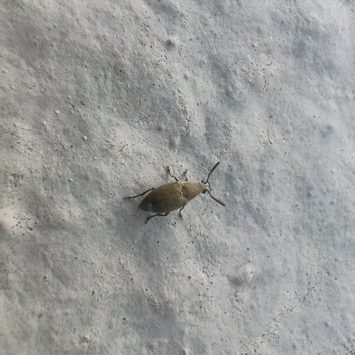 Bruchidius cinerascens