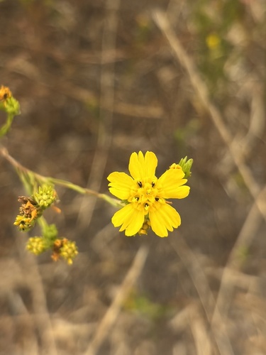 iNaturalist observation photo of Clustered Tarweed