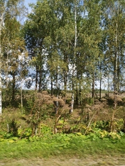 Heracleum sosnowskyi