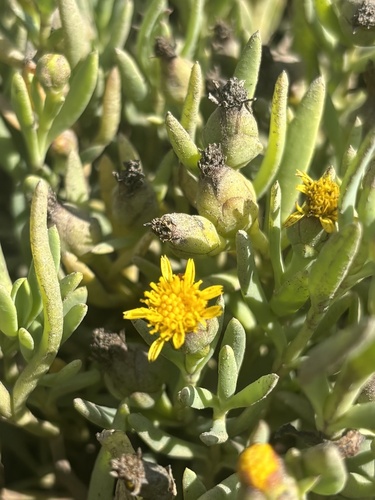 iNaturalist observation photo of Marsh Jaumea