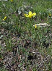 Linum tauricum