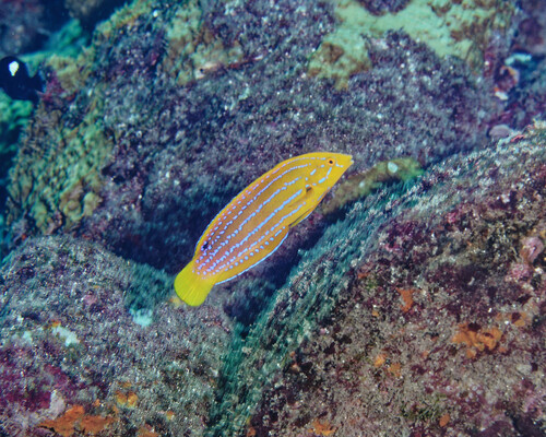 Coris marquesensis observed 2025-06-03
