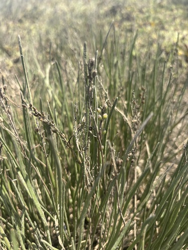 iNaturalist observation photo of Slender Arrowgrass