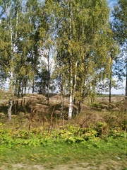 Heracleum sosnowskyi