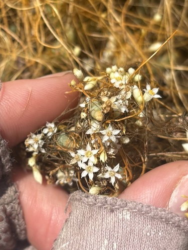 iNaturalist observation photo of Pacific goldenthread