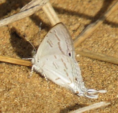 Leptomyrina hirundo