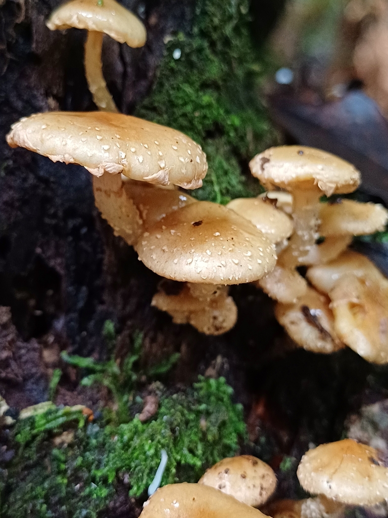 Pholiota subflammans · June 2025 · photo: © steviakiwi23 (iNaturalist, cc0)