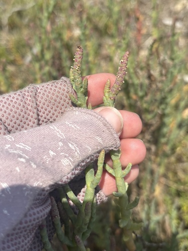 iNaturalist observation photo of Pacific Glasswort
