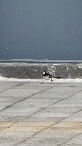 Chinese White Wagtail