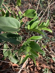 Vincetoxicum anomalum