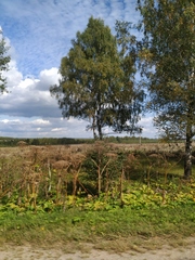 Heracleum sosnowskyi
