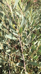 Acacia redolens