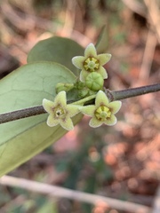 Vincetoxicum anomalum