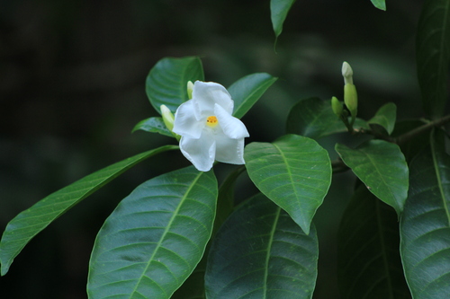 Tabernaemontana litoralis observed 2025-06-25