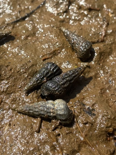 iNaturalist observation photo of California Horn Snail
