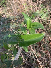 Vincetoxicum anomalum