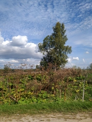 Heracleum sosnowskyi