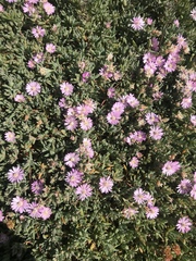 Lampranthus debilis