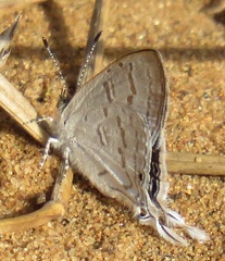 Leptomyrina hirundo
