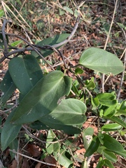 Vincetoxicum anomalum