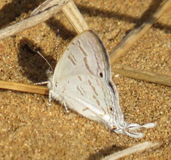 Leptomyrina hirundo