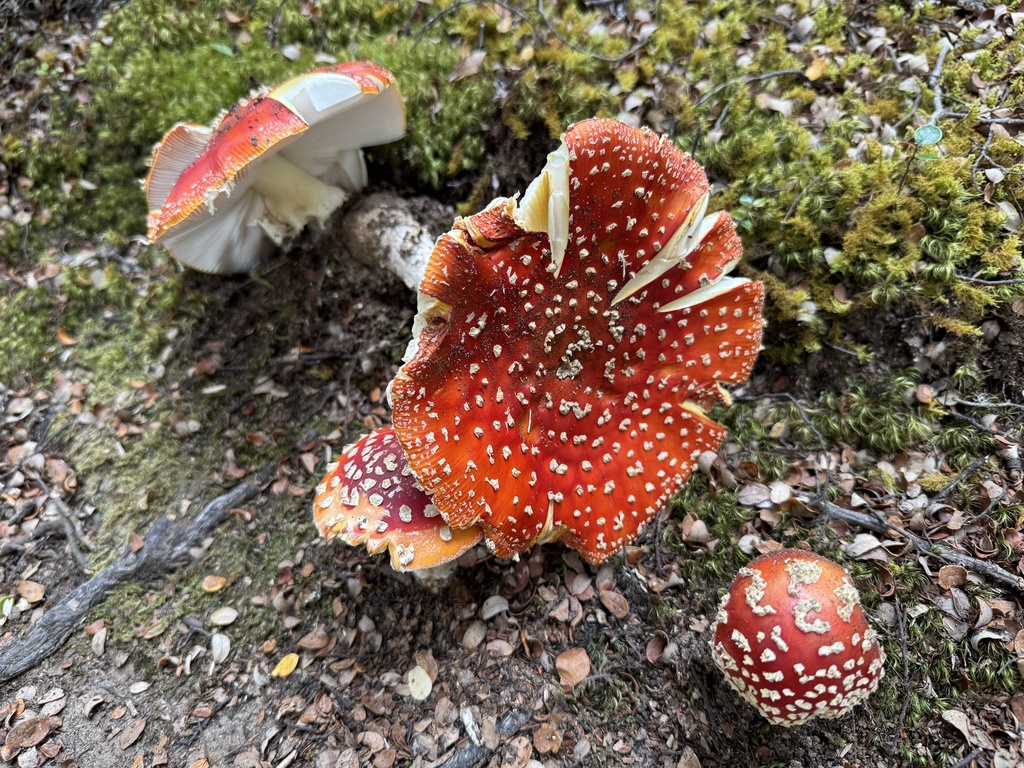 Amanita muscaria · March 2025 · photo: © scholzia (iNaturalist, cc0)
