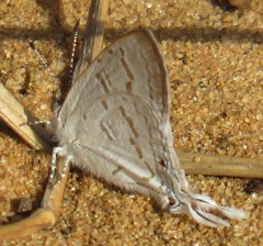 Leptomyrina hirundo