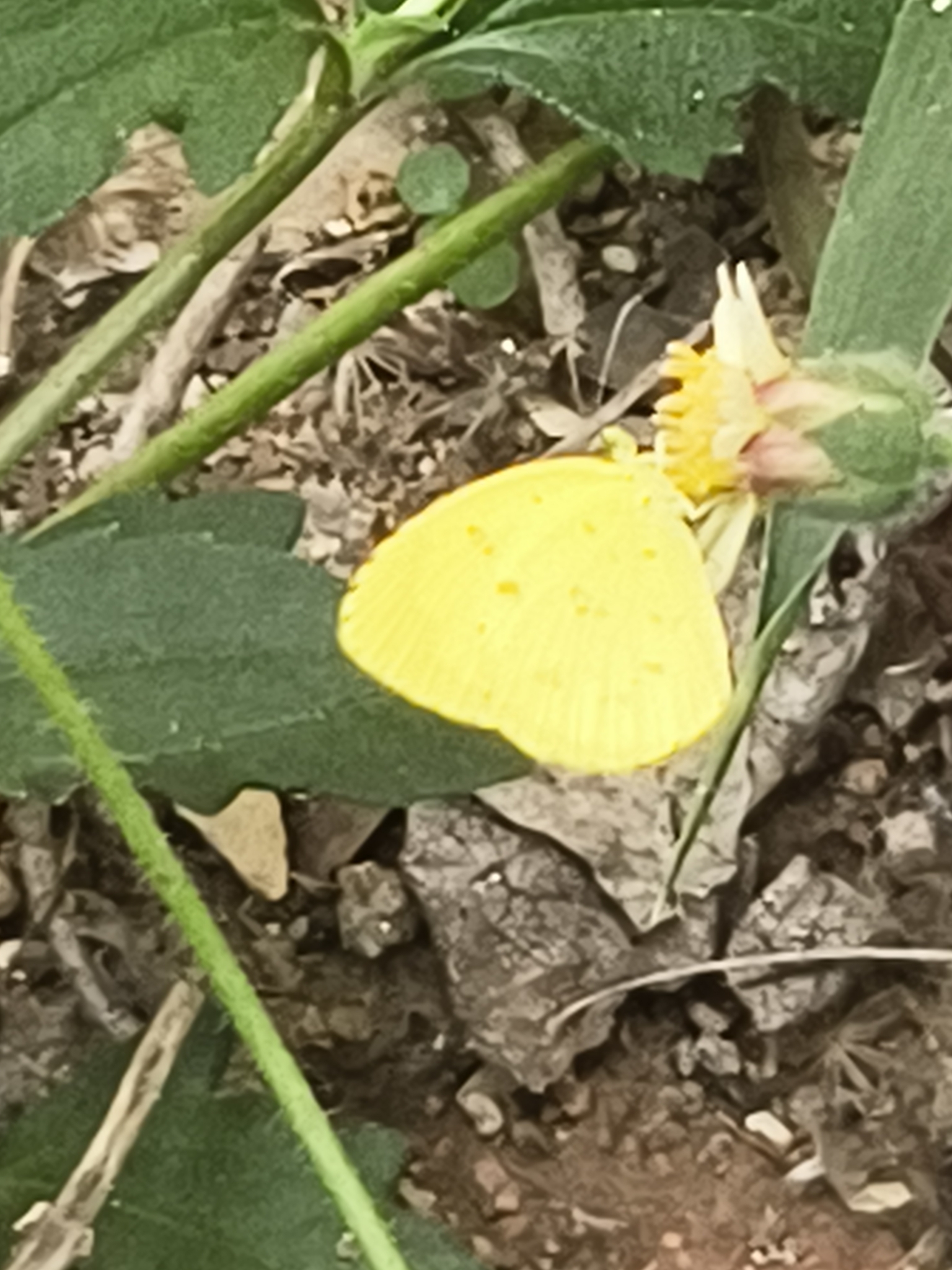 Common Grass Yellow