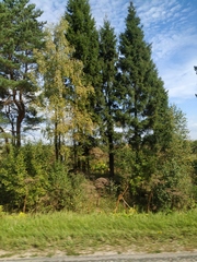 Heracleum sosnowskyi