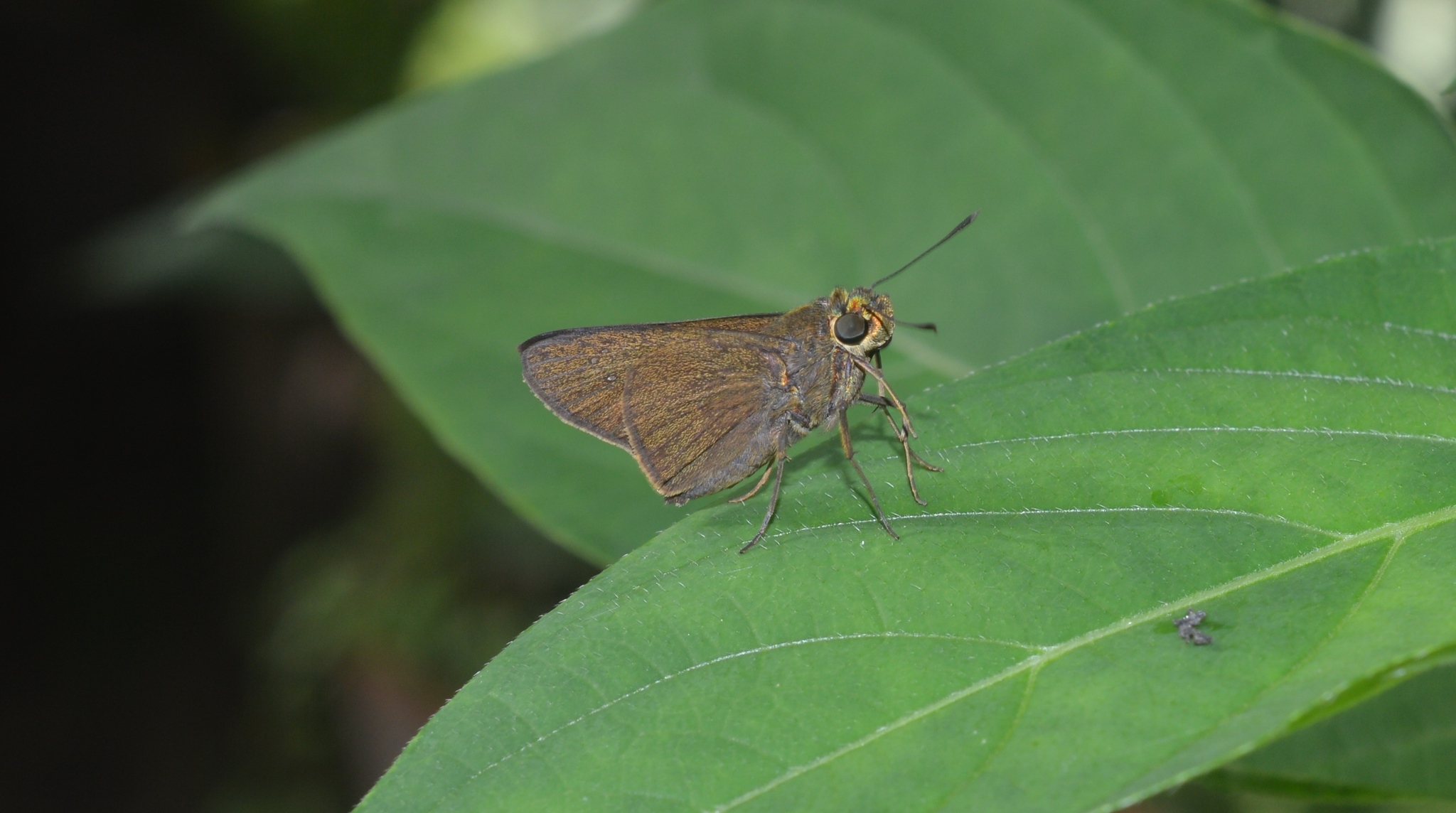 Elongated Swift