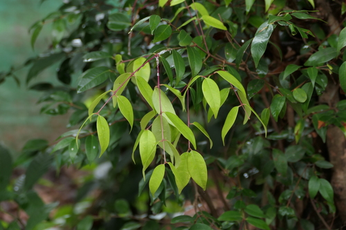 Malayalam Pula (Syzygium zeylanicum)