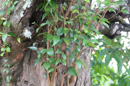 Syzygium zeylanicum, photograph 6