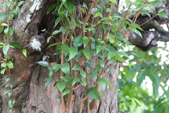 Syzygium zeylanicum, photograph (c) Dinesh Valke, some rights reserved (CC BY-SA)