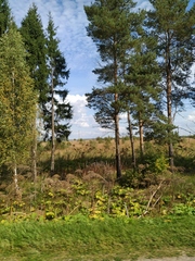 Heracleum sosnowskyi