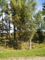 Heracleum sosnowskyi