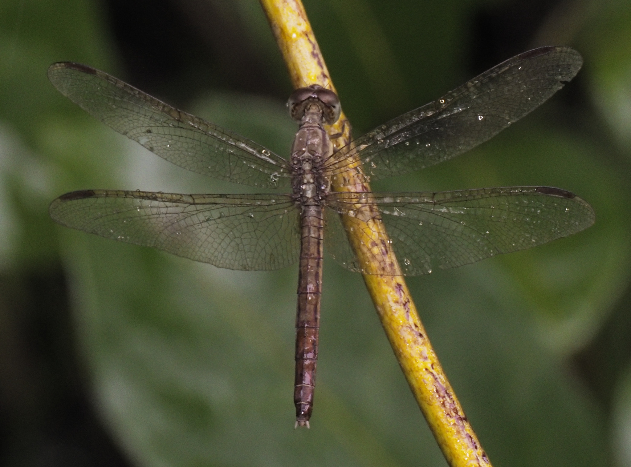 Ruddy Meadow Skimmer