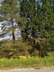 Heracleum sosnowskyi