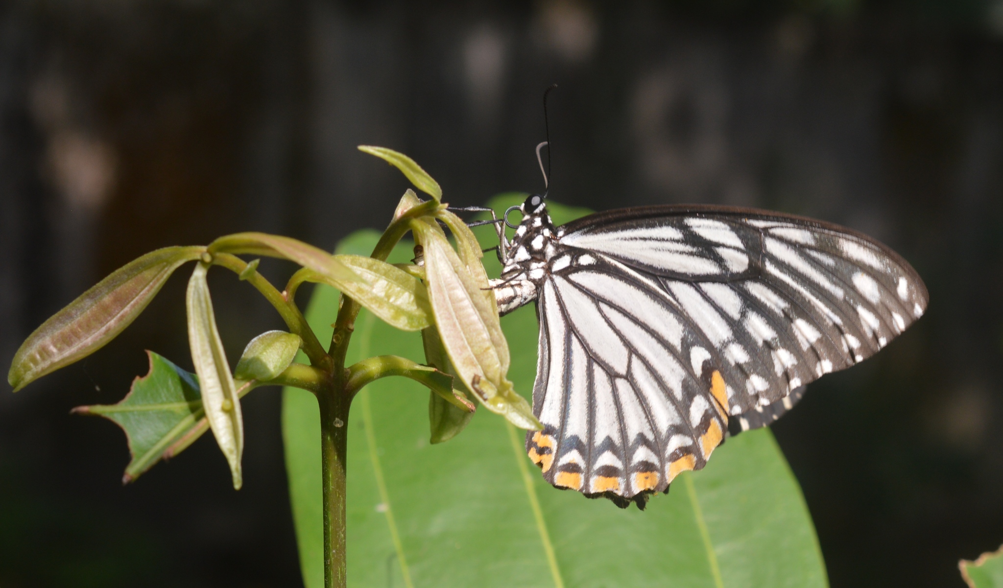 Common Mime