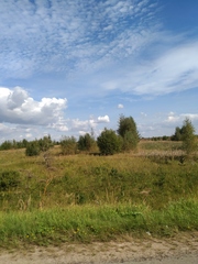 Heracleum sosnowskyi